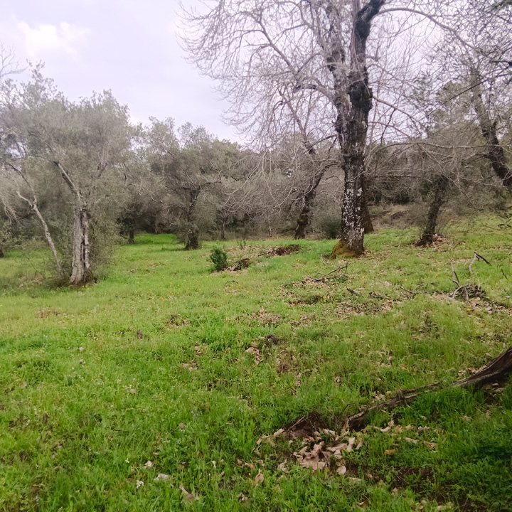 Parcela para disfrutar de la sierra 1