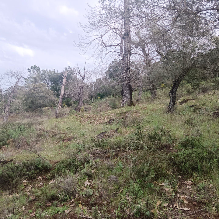 Parcela para disfrutar de la sierra 10
