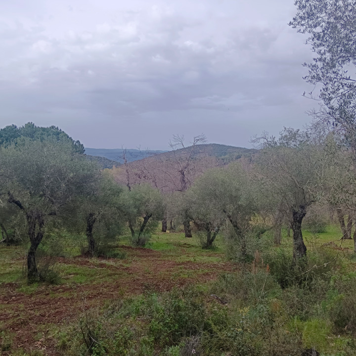 Parcela para disfrutar de la sierra 11