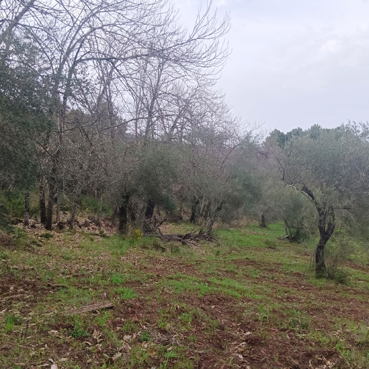 Parcela para disfrutar de la sierra 12