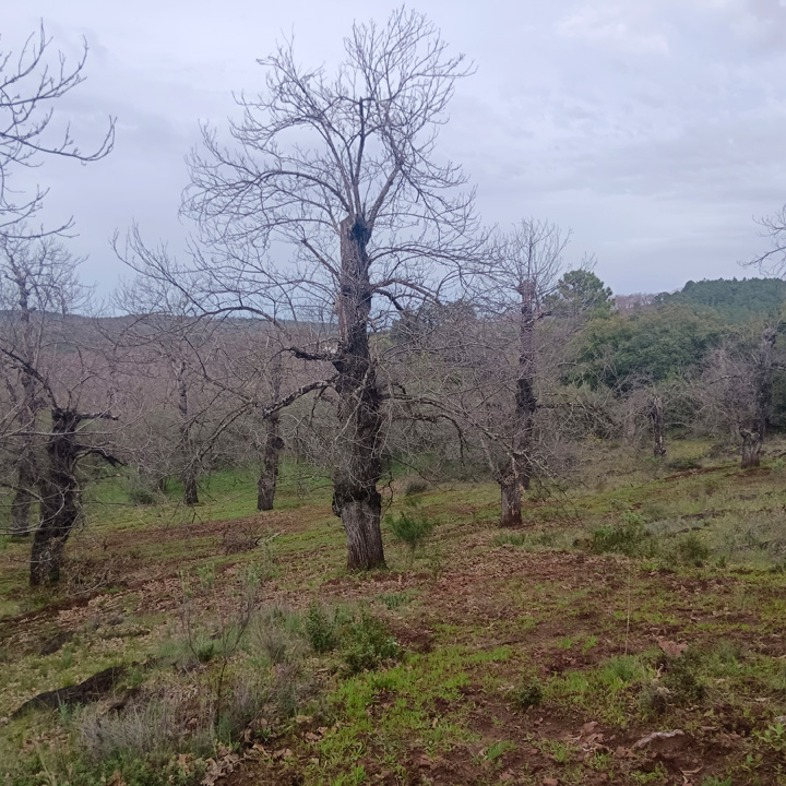 Parcela para disfrutar de la sierra 13