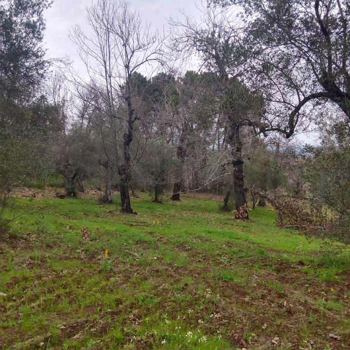 Parcela para disfrutar de la sierra 14