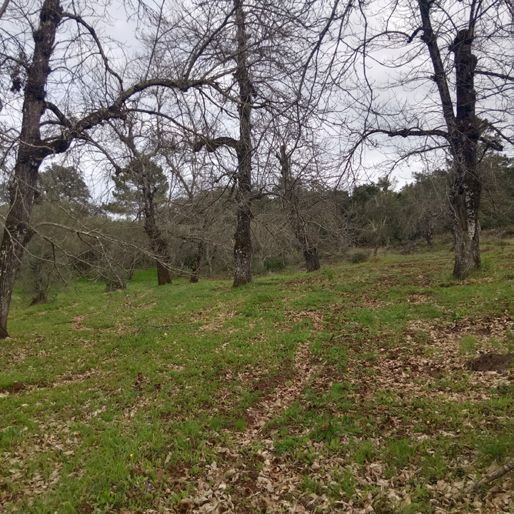 Parcela para disfrutar de la sierra 15