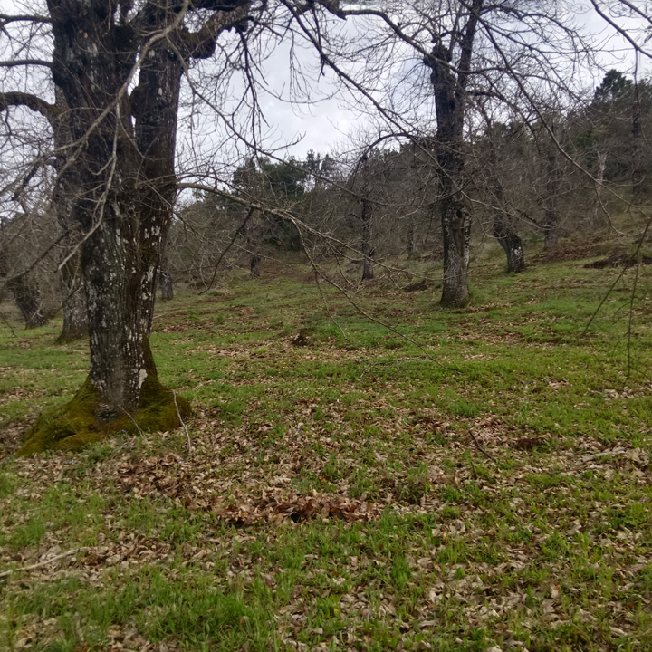 Parcela para disfrutar de la sierra 8