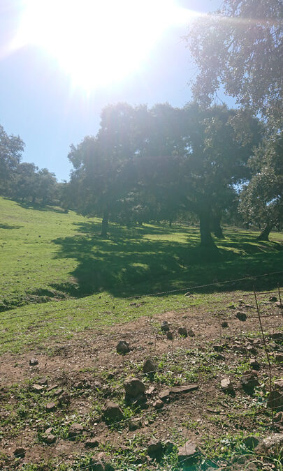 Preciosa finca ocio y ganadera