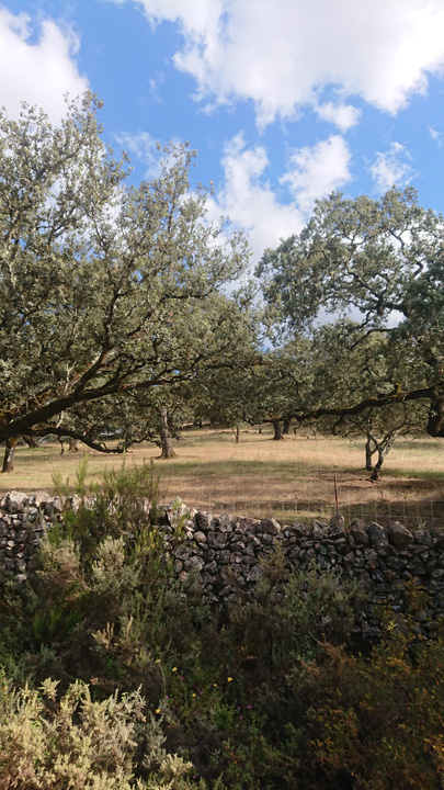 Preciosa finca ocio y ganadera 6