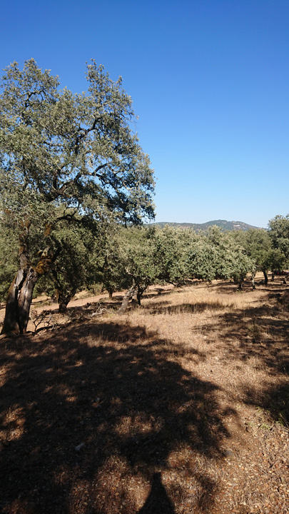 Preciosa finca ocio y ganadera 7