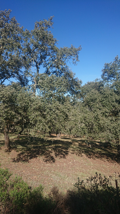 Preciosa finca ocio y ganadera 9