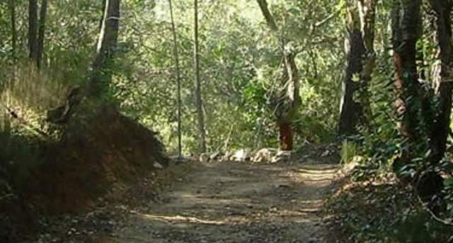 castano del robledo 2