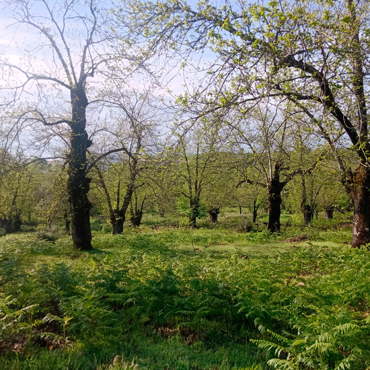 excepcional finca de castanos 1