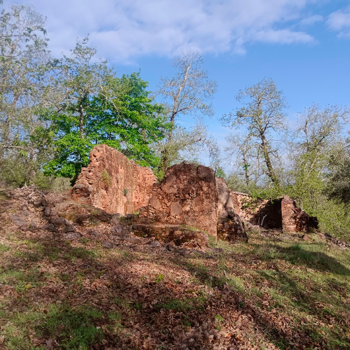 excepcional finca de castanos 10