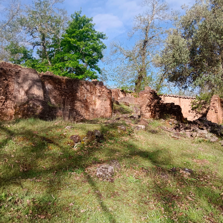 excepcional finca de castanos 11