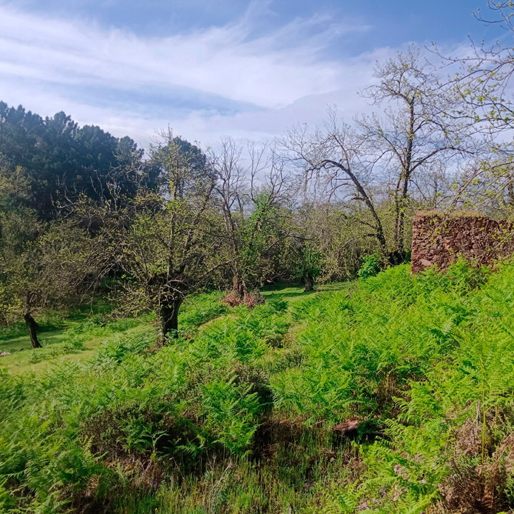 excepcional finca de castanos 12