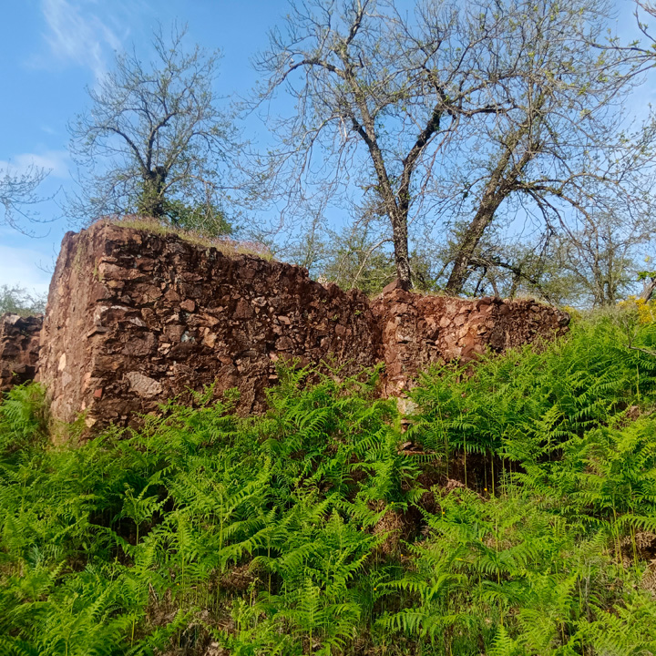 excepcional finca de castanos 13