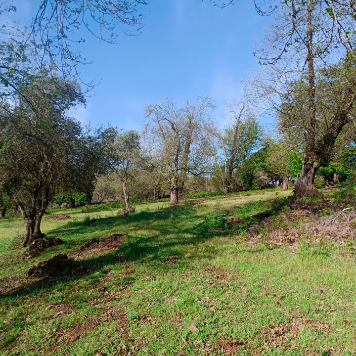 excepcional finca de castanos 15