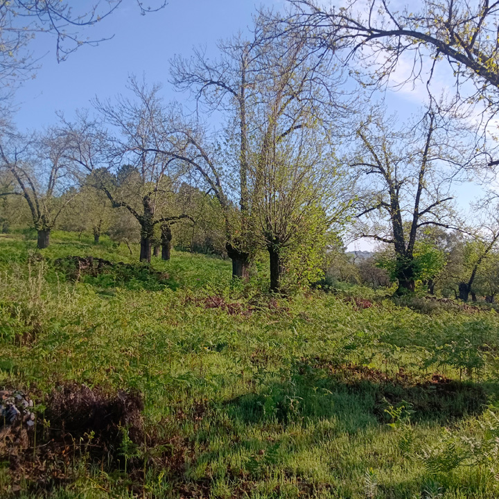 excepcional finca de castanos 16