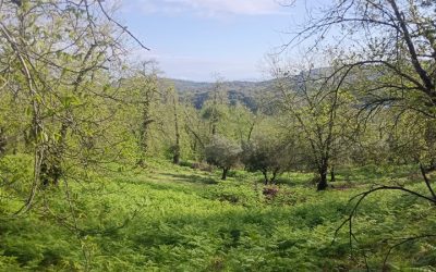 Bonita Parcela en Aracena
