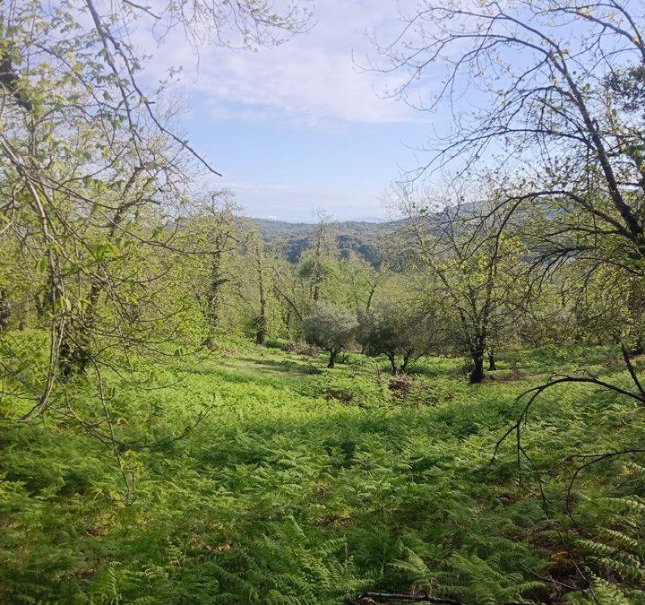 Bonita Parcela en Aracena