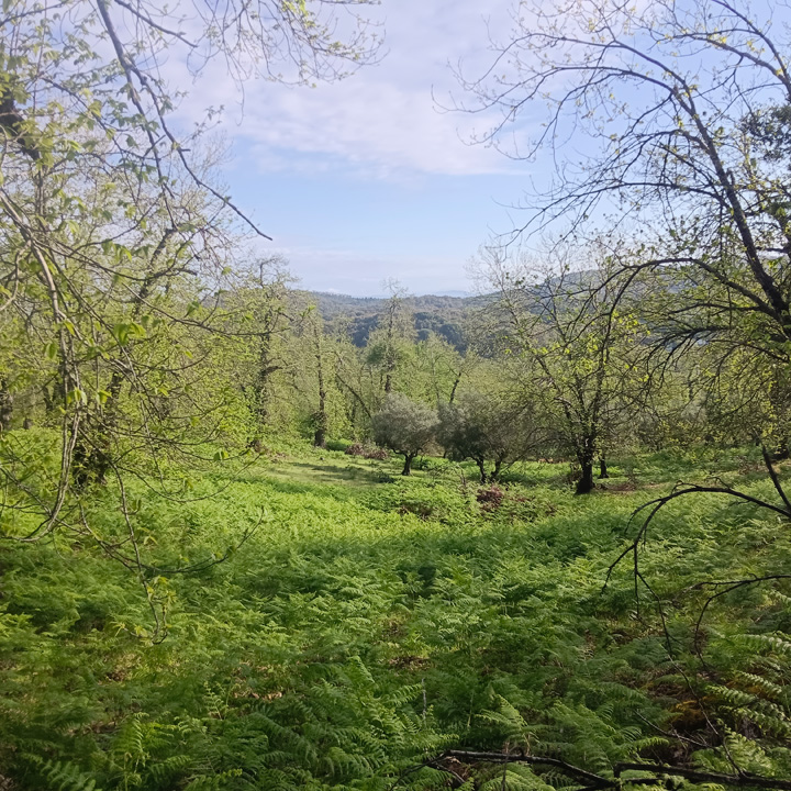 excepcional finca de castanos 17