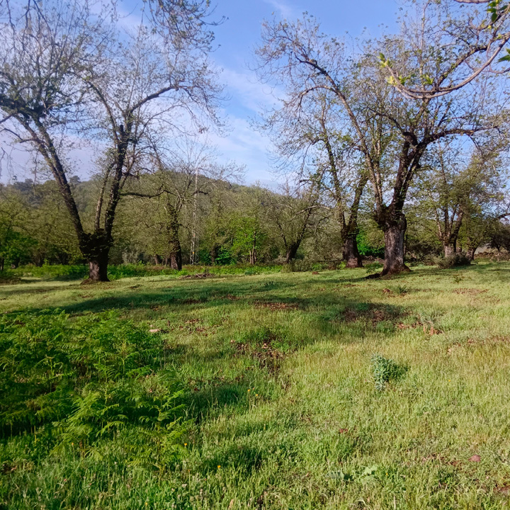 excepcional finca de castanos 19