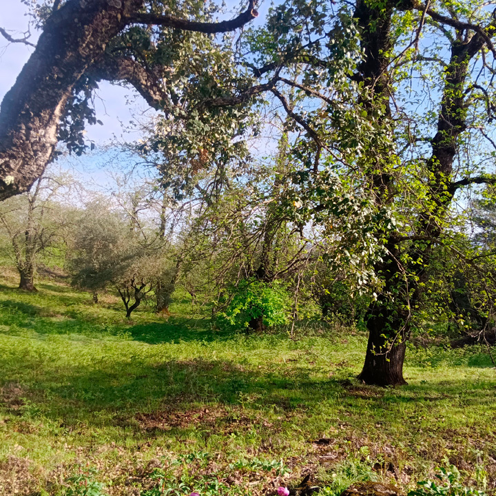 excepcional finca de castanos 2