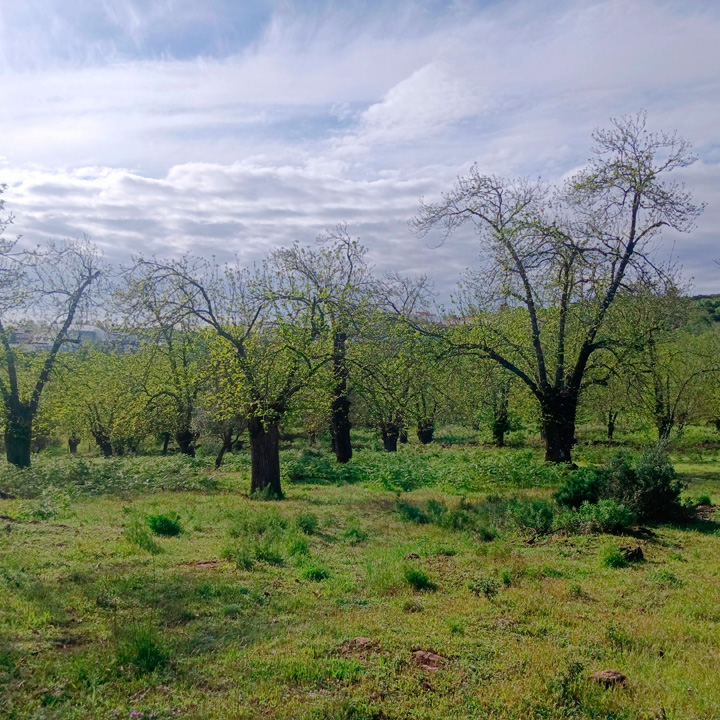 excepcional finca de castanos 20