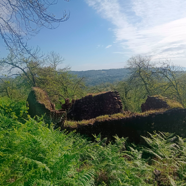 excepcional finca de castanos 4