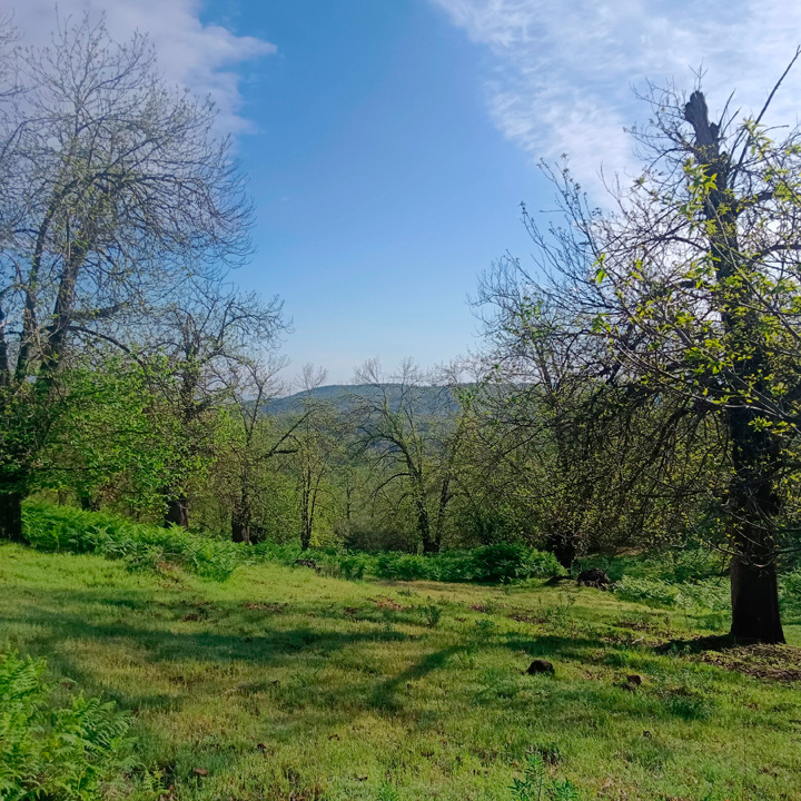 excepcional finca de castanos 5