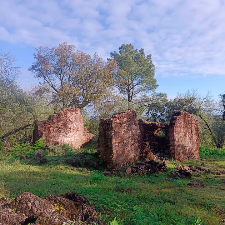 excepcional finca de castanos 6