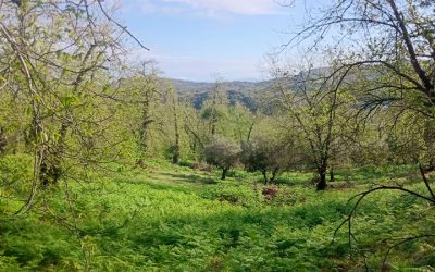 Excepcional finca de castaños