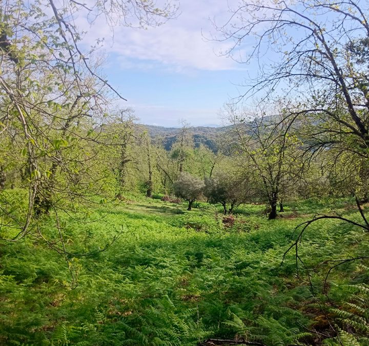 Excepcional finca de castaños