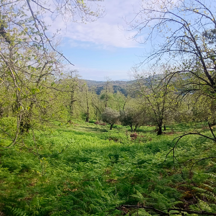 excepcional finca de castanos 8