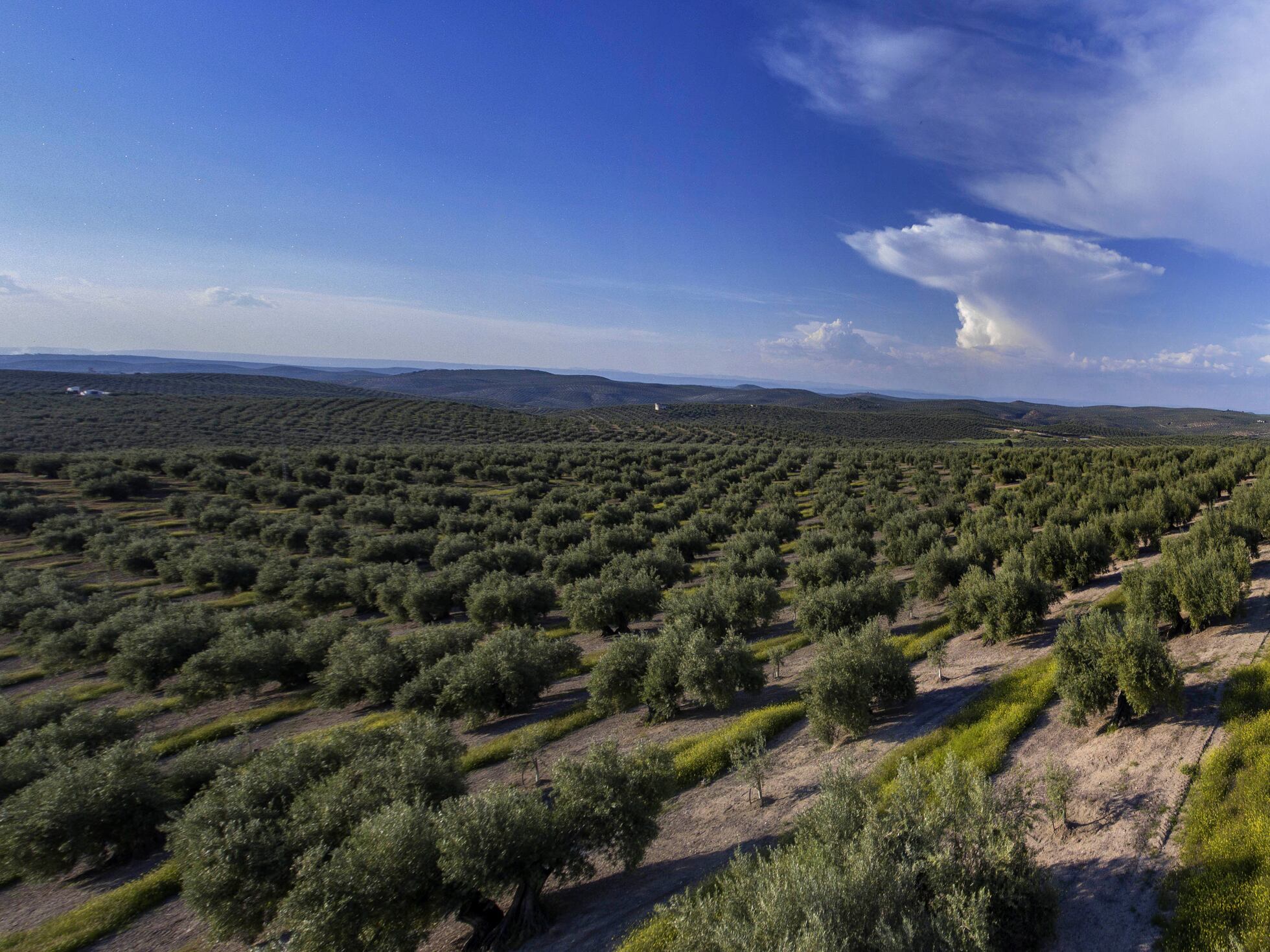 olivar 1