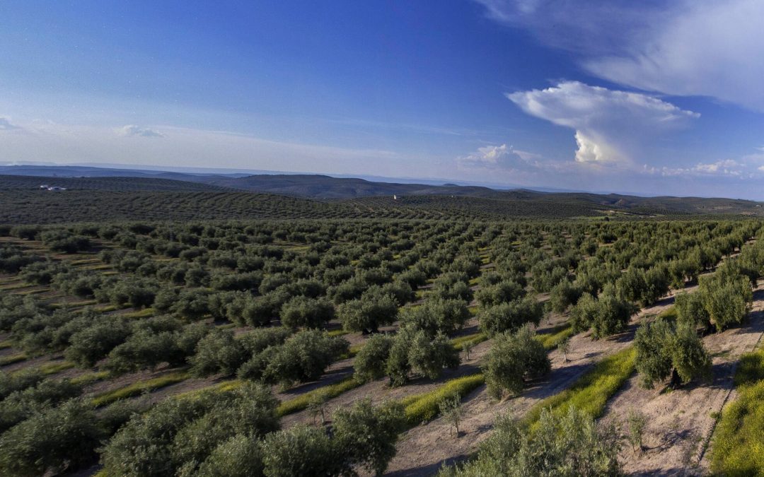 Olivar de Alto Rendimiento
