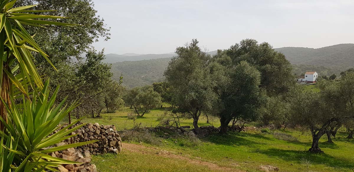 olivar con dos casas 4
