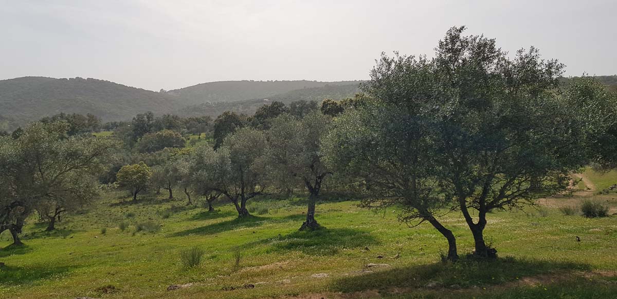 olivar con dos casas 5