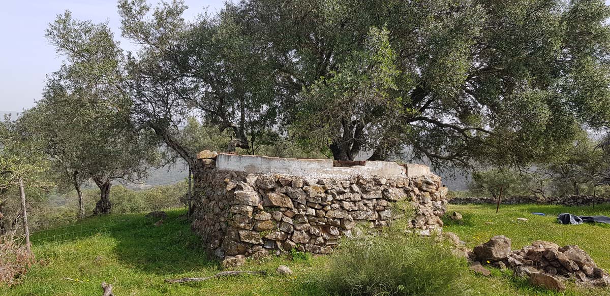 olivar con dos casas 6