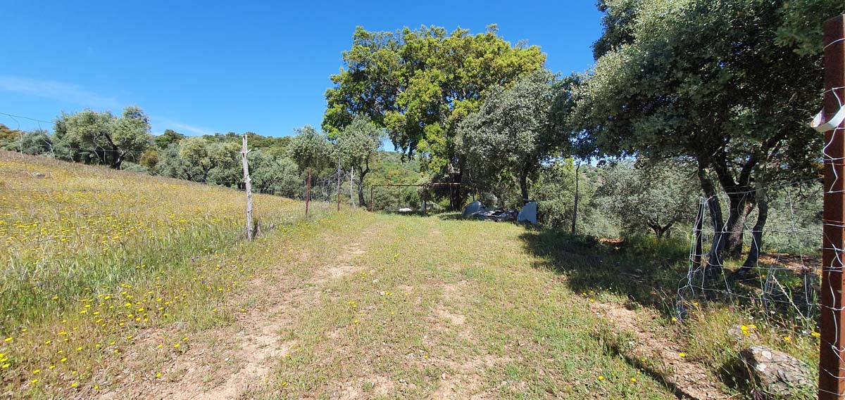 olivar con dos casas 9